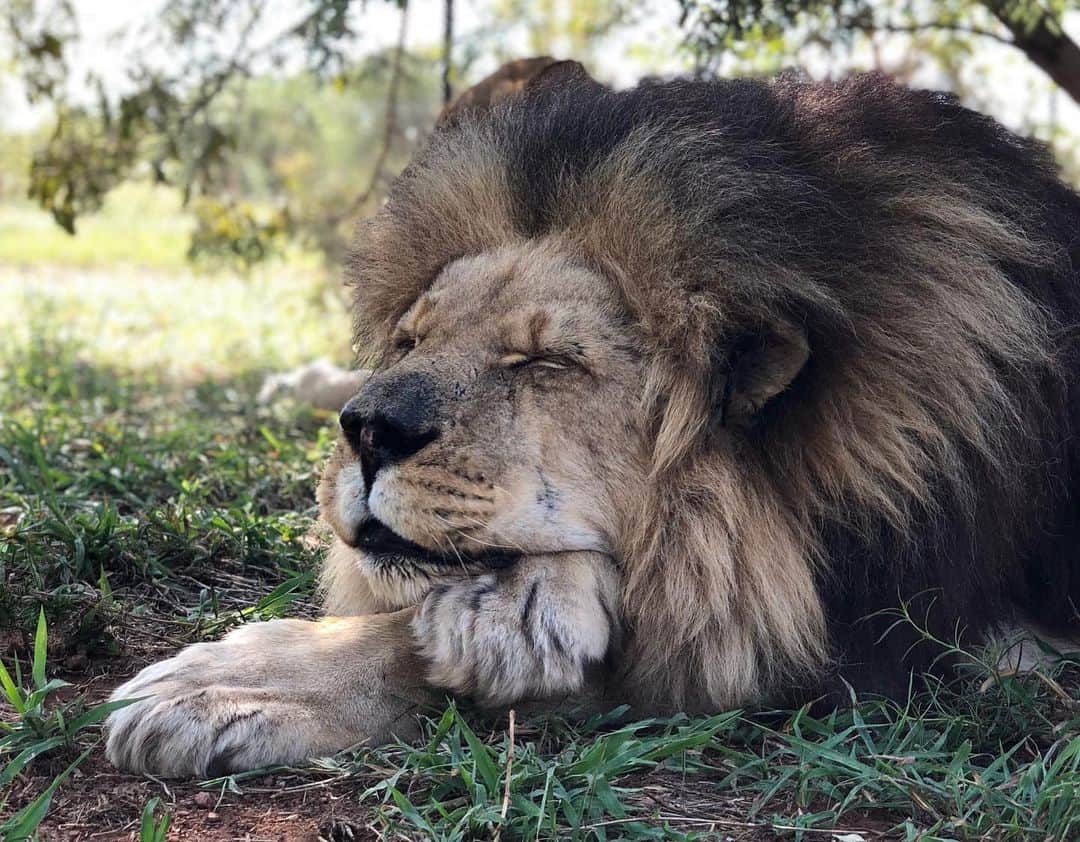 Kevin Richardson LionWhisperer さんのインスタグラム写真 - (Kevin Richardson LionWhisperer Instagram)「I miss you old man Tau. You and your brother Napoleon will always be in my heart. Your lives were not in vain and you were like brothers to me and treated me as such. You inspired and taught so many and continue to do so even in death. Your legacy will always  live on and that’s something I’m proud of. #brothers #alwaysinmyheart #gonebutnotforgotten #tau #napoleon」7月24日 0時24分 - lionwhisperersa