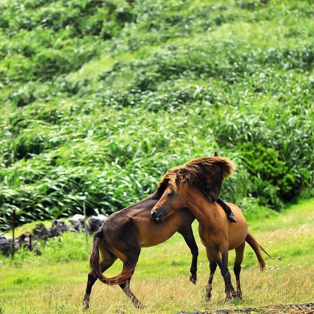 Be.okinawaさんのインスタグラム写真 - (Be.okinawaInstagram)「Yonaguni horses are small and adorable, but they are also surprisingly strong and have great endurance. Find them run free around the island! 📷:@hisato___1310  #agarizaki #yonaguniisland #東崎展望台 #與那國島 #아가리자키전망대 #요나구니섬 #与那国島 #与那国馬 #yonagunihorse #pasture #beokinawa #visitokinawa」7月23日 16時05分 - visitokinawajapan