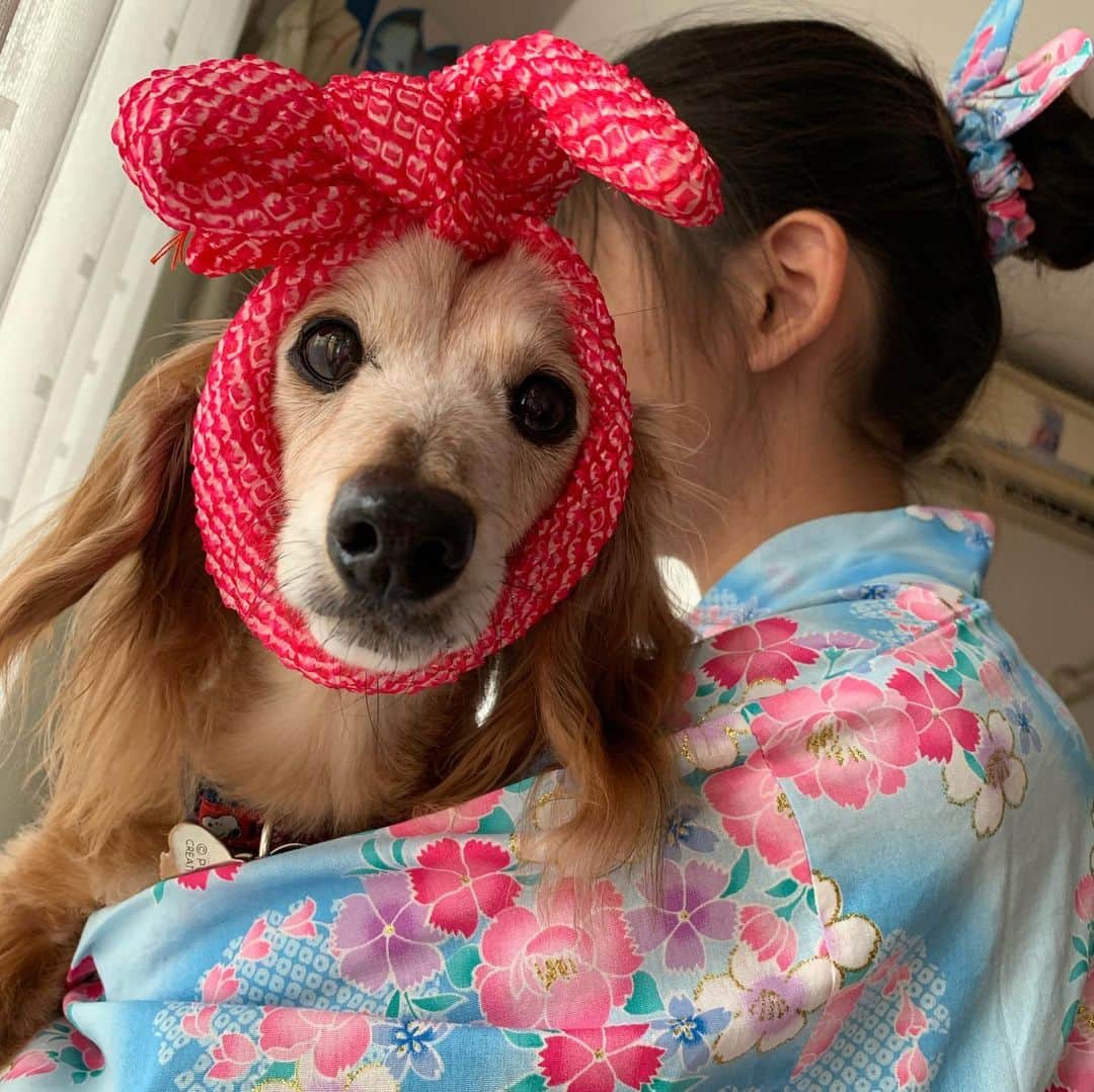 のインスタグラム：「浴衣着せる練習👘 28日29日は 近くの公園の盆踊り大会💕 いよいよ梅雨明けかな~🎵 ＊ 今日は 葛飾区の花火大会🎆 ＊ #犬#ダックス#ダックスフンド#ミニチュアダックス#dachs#いぬぐみ📛#pecoいぬ部#シニア犬 #よく寝るシニア犬#わんぱく部#サンデイ#todayswanko #east_dog_japan #ボンボンハイスクール#浴衣」