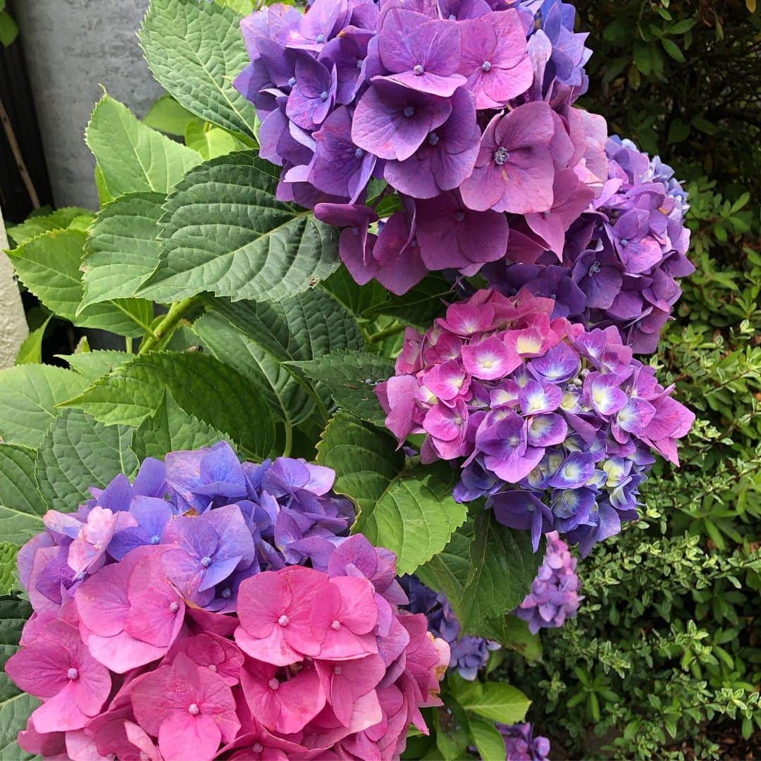 石丸幹二さんのインスタグラム写真 - (石丸幹二Instagram)「本州は雨が続きます  でももうすぐかな 梅雨明け 梅雨の花、紫陽花が咲き誇ってます。青と赤が同時に出た珍しいこんな花を見つけました。 さあ、今週は鹿児島 霧島音楽祭に‼️ #石丸幹二」7月23日 16時18分 - team_kanji_ishimaru