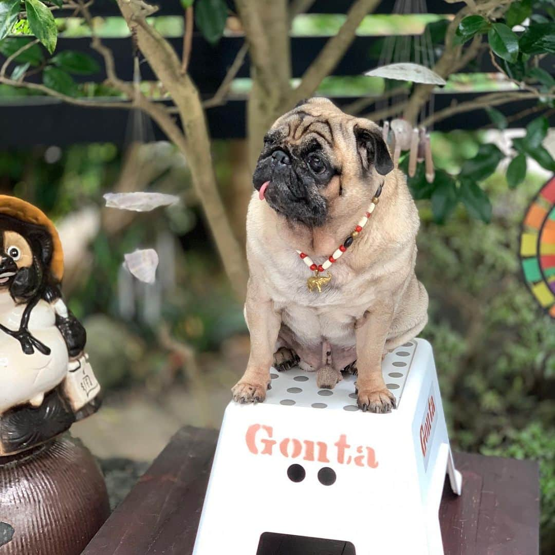 gontaさんのインスタグラム写真 - (gontaInstagram)「The rainy season seems to be over today It is very hot and humid🤗#keelyafternoontea #Gonta2#speakpug #smilingpugs #pugjapan #pug #love #pugsofinstagram #zerozeropug #pugshit #worldofpug」7月23日 16時45分 - gehhah