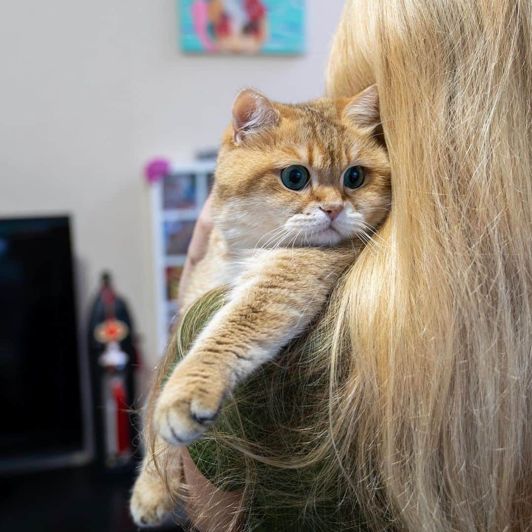 Hosicoさんのインスタグラム写真 - (HosicoInstagram)「Daily hugs 🥰」7月23日 16時59分 - hosico_cat