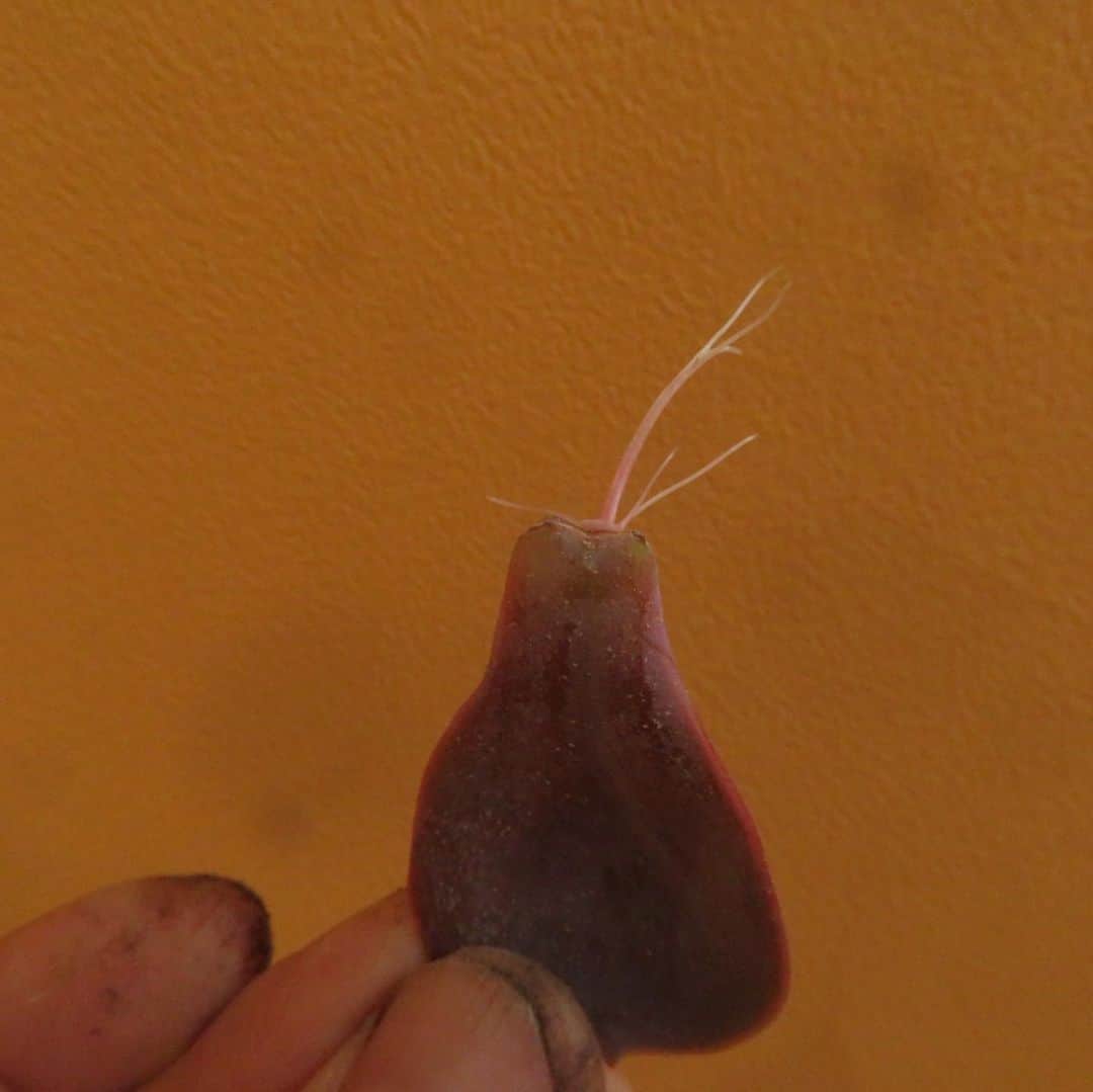 魔女菅原のグルメインスタ