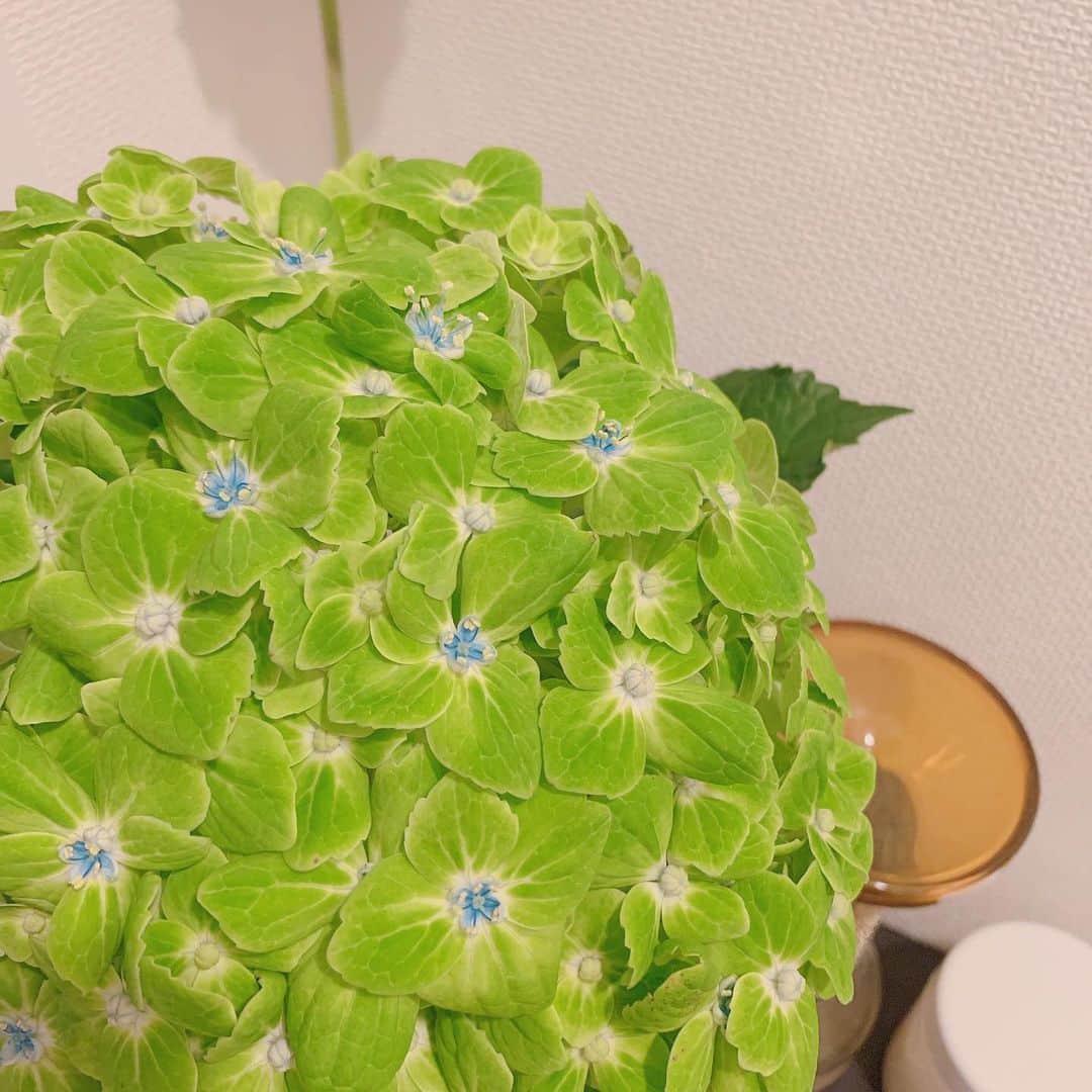 柳めぐみさんのインスタグラム写真 - (柳めぐみInstagram)「. . この前買ったグリーンの紫陽花ちゃん。 小さなブルーの花が咲いてきた💙 可愛い😍 . #癒し #花のある生活 #紫陽花 #グリーン」7月23日 17時46分 - yanameguchan
