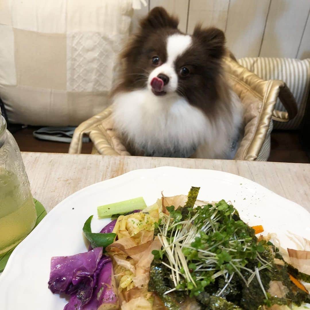 mycoのインスタグラム：「りりさんとランチ🍽 小雨降る中お散歩して 少しだけ📸撮ってきました🌲🌲🌲 今日もりりさんは 「チワワかな？あれ？なにかな？」 とポメちゃんだとわかられてなかったです（笑）  #ドッグカフェ #instadog #pom」