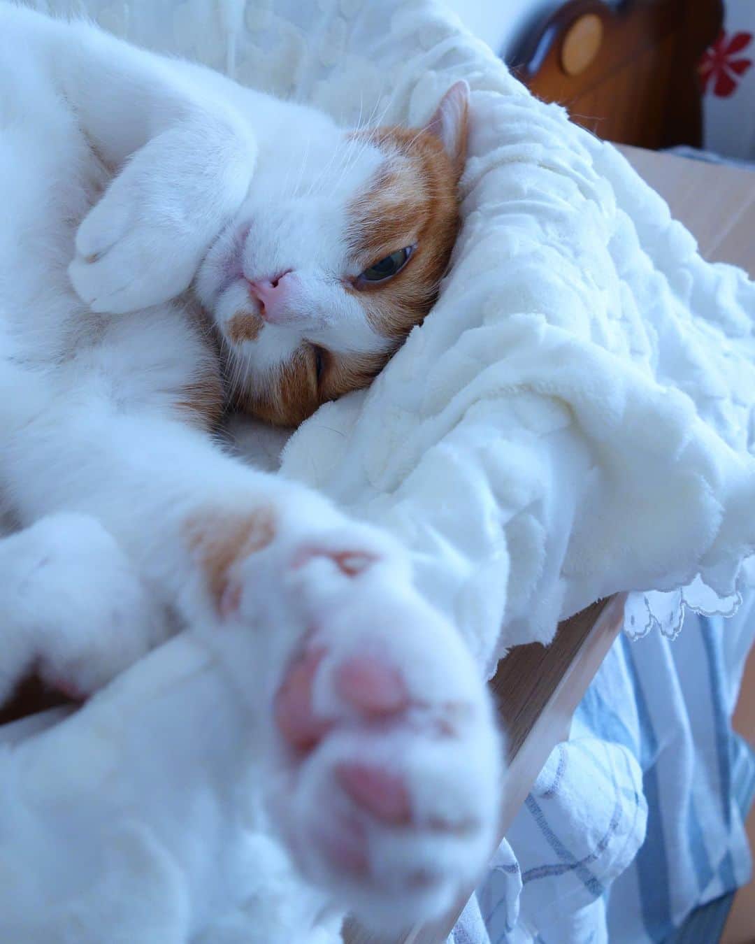 リプリー王子さんのインスタグラム写真 - (リプリー王子Instagram)「2019.07.23 #0723ripleyn だ、だれ？😂 今朝りぷ別ショット。 りぷこの寝顔は最強無敵に可愛いと 思っておりますw たいてい寝てる上から見ると可愛くて 正面から見るとブサな可愛いあの子w アングル大事ww . #23日はブサ猫の日  #無敵の親バカ同盟 #シブにゃん隊over10  #チームラスカルにゃん#りぷちん #りぷちん2019 #ふわもこ部 #関西ねこ部 #cat #猫 #ねこ  #茶しろ組 #gingercat #茶トラ男子部 #excellent_cats #instacat_meows #cat_features #catsofinstagram #weeklyfluff #IGersJP #catstagram #bestmeow  #ペコねこ部 #pecoマガジン表紙デビュー #朝ワンコ夕ニャンコ #nyancon01 #rakutenpet  @animalabo_official #マイブーム #sippo写真展に参加したい」7月23日 18時17分 - ripleyn