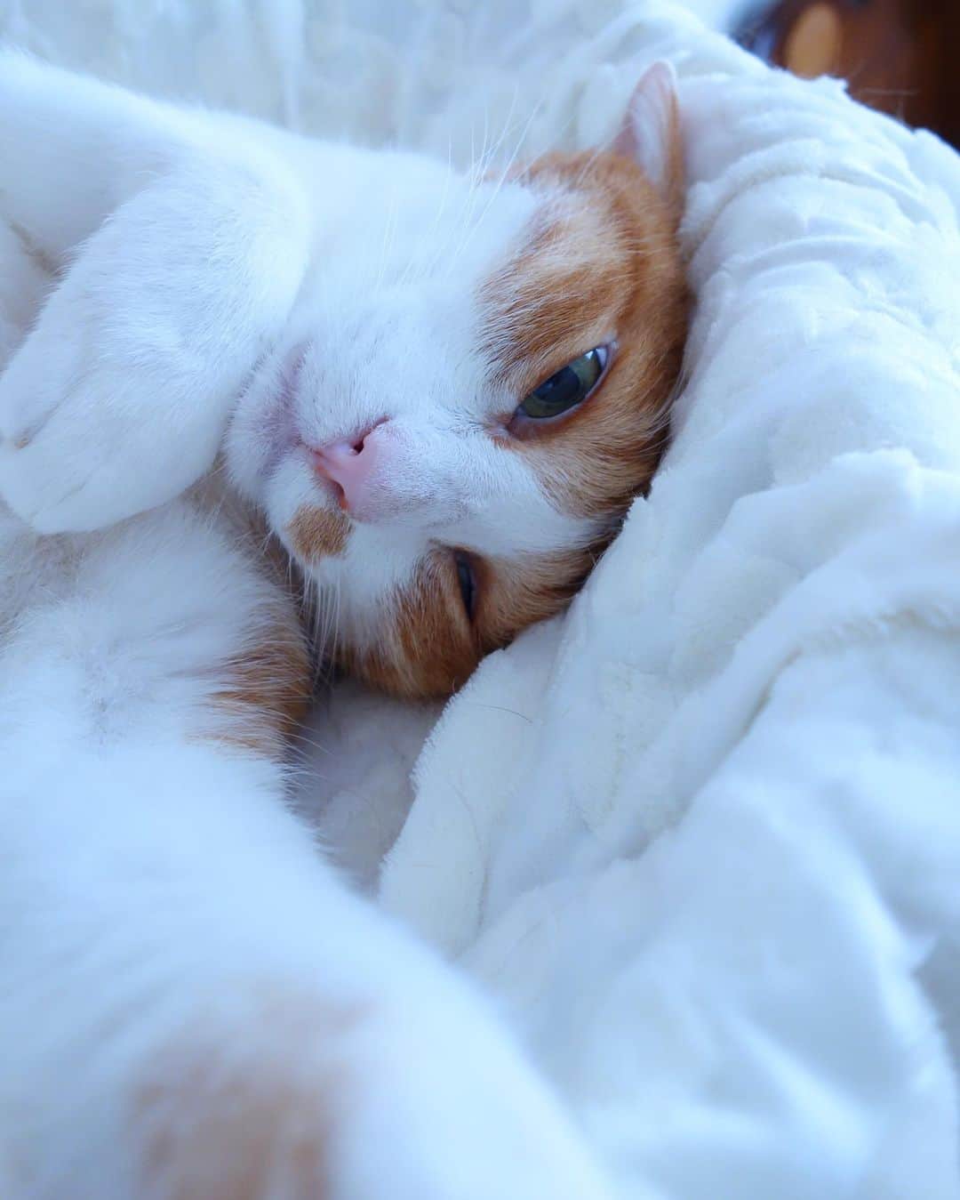 リプリー王子さんのインスタグラム写真 - (リプリー王子Instagram)「2019.07.23 #0723ripleyn だ、だれ？😂 今朝りぷ別ショット。 りぷこの寝顔は最強無敵に可愛いと 思っておりますw たいてい寝てる上から見ると可愛くて 正面から見るとブサな可愛いあの子w アングル大事ww . #23日はブサ猫の日  #無敵の親バカ同盟 #シブにゃん隊over10  #チームラスカルにゃん#りぷちん #りぷちん2019 #ふわもこ部 #関西ねこ部 #cat #猫 #ねこ  #茶しろ組 #gingercat #茶トラ男子部 #excellent_cats #instacat_meows #cat_features #catsofinstagram #weeklyfluff #IGersJP #catstagram #bestmeow  #ペコねこ部 #pecoマガジン表紙デビュー #朝ワンコ夕ニャンコ #nyancon01 #rakutenpet  @animalabo_official #マイブーム #sippo写真展に参加したい」7月23日 18時17分 - ripleyn