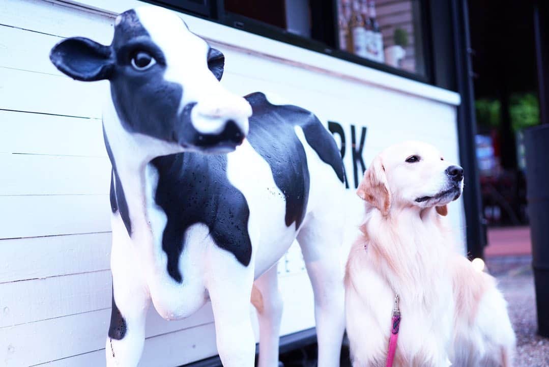 まゆみさんのインスタグラム写真 - (まゆみInstagram)「。 。 #うふふとおもーの旅 。 あーちゃん🐶💖 きょーはどこいっぺみる？🐶✨ え？あっち？ どこどこどこ？🐶❓ 。 。 今度はいつ旅行行けるかなー✨ また行こうね🐶🐶 静岡、山梨 楽しかった✨✨ 。 。 #あーちゃんじゃない #牛 #うしぺー #谷村sa . 。 #ゴールデンレトリバー#goldenretriever#dog#犬#あーるん#golden#retriever#doglover#insta_dog#ぺんぺん子ちゃん#welovegoldens#Instagram#Instagramjapan#Instagramdogs#9gag#dogstagram#dogsofinstagram#dogs#doggy」7月23日 18時41分 - aarun_evolution