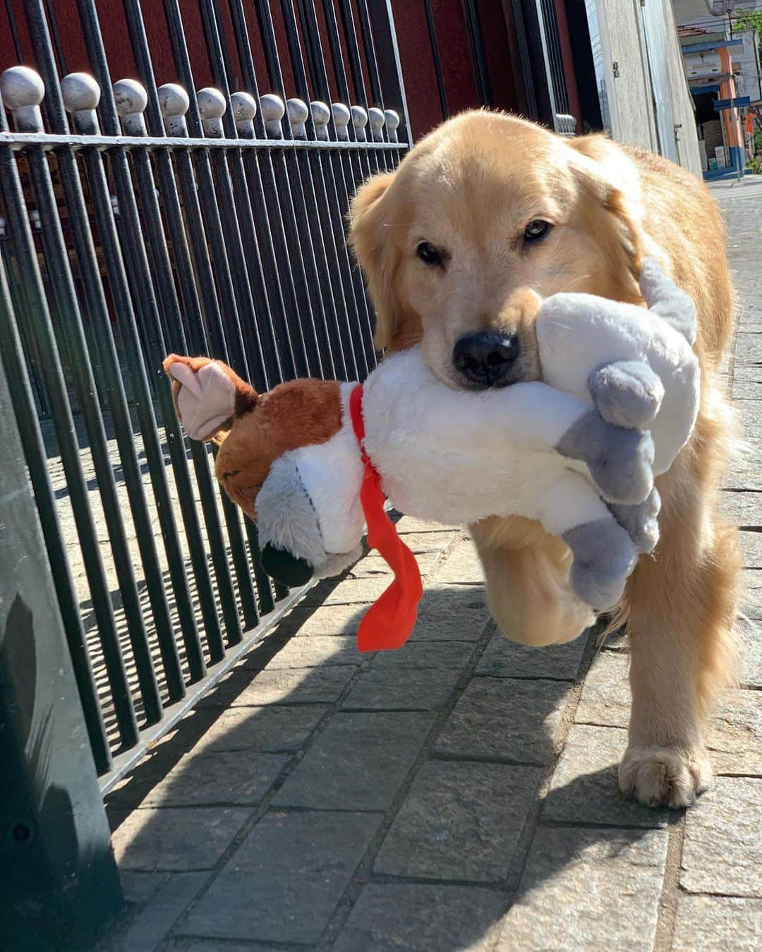 Bobさんのインスタグラム写真 - (BobInstagram)「Pra onde Marley vai com seu amigo ?! #goldenretriever #goldenretrievers #goldenretrieversofinstagram #dogs #dogsofinstagram #pets #petstagram #instagram #instagrammers #crossfit #crossfitbrasil #vejasp」7月23日 19時13分 - bob_marley_goldenretriever