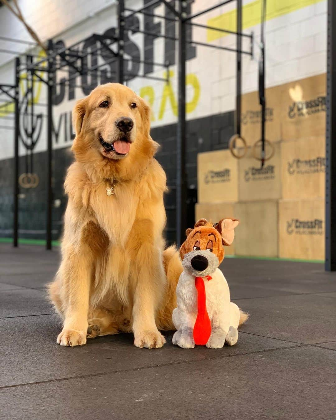 Bobさんのインスタグラム写真 - (BobInstagram)「Pra onde Marley vai com seu amigo ?! #goldenretriever #goldenretrievers #goldenretrieversofinstagram #dogs #dogsofinstagram #pets #petstagram #instagram #instagrammers #crossfit #crossfitbrasil #vejasp」7月23日 19時13分 - bob_marley_goldenretriever