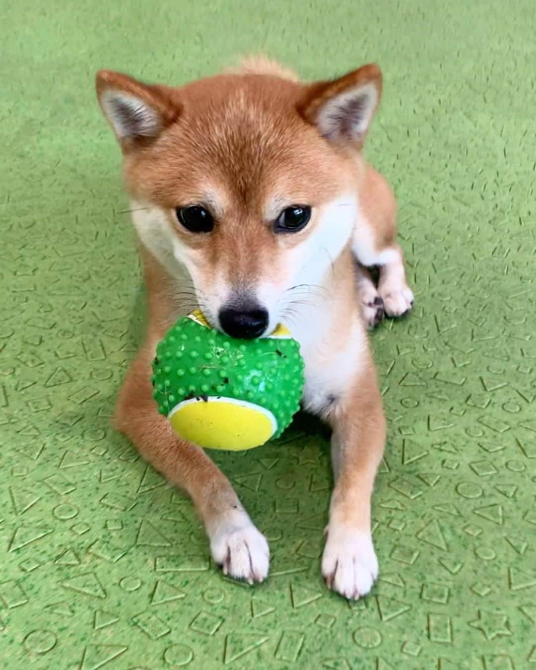 豆柴 サニーちゃんさんのインスタグラム写真 - (豆柴 サニーちゃんInstagram)「. . お友達のボールを 離さなくなった窃盗の容疑で さにたん逮捕🚨🚔 . レッスン前に少しだけ…と 思って遊びに行ったまるとさんで お友達のボールを離さなくなってしまいました😭 . 逃げ足も早く 全然捕まえられない… おやつで釣ってもだめ… ピコピコ楽しいみたい…😭 . まるとさんに行くときは必ず 取っ捕まえ用のバンダナをするのに (おしゃれ兼、取っ捕まえ用として使用😆) 最近、裸んぼが多めで バンダナをしていなかったのが 最大の私のミス😫 . 慌てて、新しいピコピコ鳴るボール買うも 全く興味なしで お友達のボールを咥えたまま… 逃げる逃げる…チーン😑 . そのわんちゃんの飼い主さんは あまりここに来ないとの事で (よく来られるなら、まるとさんに 預けておこうと思ったのですが💦) . 『ボールあげますよ』と言って下さったのですが 本当に申し訳ないので 『今、買ったボールと交換と言う形でも 宜しいでしょうか…すみません🙇‍♀️』と謝り ボールを交換させていただきました . ただでさえ暑い午後に 色んな意味で汗だくになりました💦 . ちゃんとボールを取り戻す しつけをしたいと思います… まさか、こんなにボールを離さないとは 思いませんでした😑 . (動画は、そのお友達が帰られた後に 撮影したものです) この後も、全然さにたんは 捕まえられませんでした😑チーン . . . #サニジャイ子 #みんなのものは私のもの #私のものは私のもの #本当にごめんなさいでした #バンダナは必需品 #取っ捕まえ用 #ワンちゃんhouseまると . #柴犬#豆柴 #赤柴 #まめしばいぬ#まめしば#いぬのきもち#ふわもこ部 #サンデイ#サンデイいぬ組#anicas#shiba_snap #shibainu #shiba#mameshiba#shibastagram #豆柴サニーちゃん」7月23日 19時21分 - sunny_rei_32