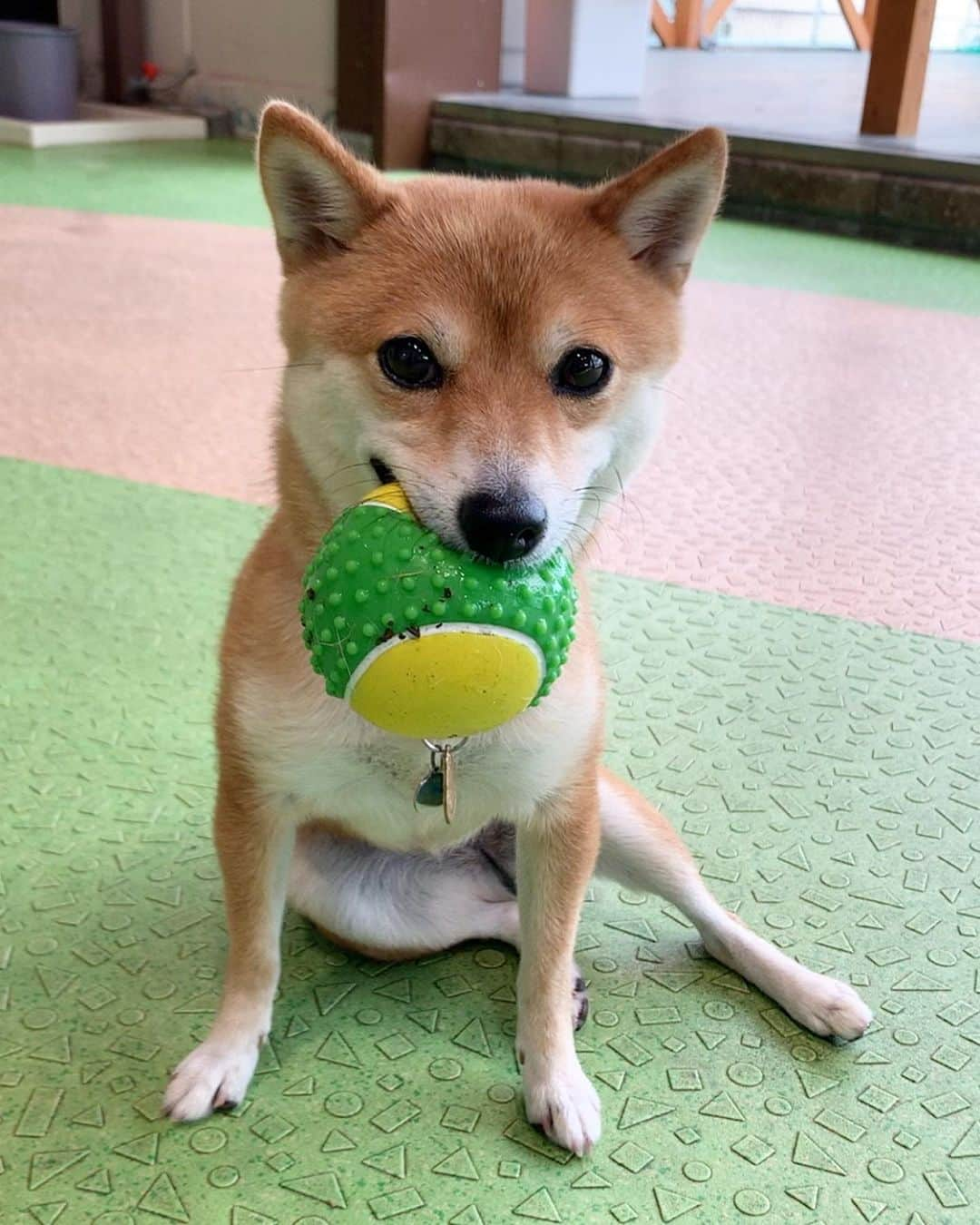 豆柴 サニーちゃんのインスタグラム