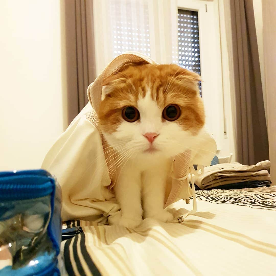 のインスタグラム：「Round and sweet looking but has been hunting down so many flies😨 . . 파리를 얼마나 잡는지 아주🤦‍♀️여기와서 고양이 다됬다옹 . . . #고양이 #猫 #ねこ #スコ #cat #cats #catstagram #catsofinstagram #instagramcats #instacat #bestmeow #catoftheday #catsofworld #catsloversworld #catsofday #냥스타그램 #또앙 #귀여워 #냥이 #caturday #gatos #cats_of_instagram #ilovemycat #catselfie #kittensofinstagram #kittens #catsdaily #kucing #mao」