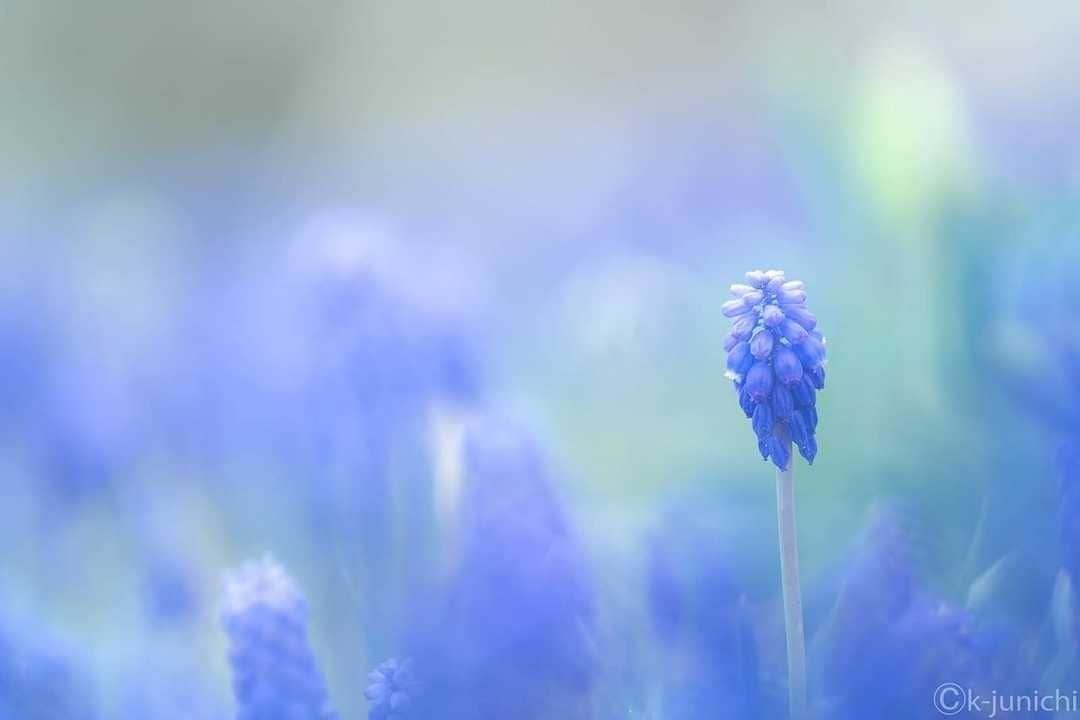 花の写真館のインスタグラム：「Photo by 木村順一.⠀ https://www.facebook.com/profile.php?id=100011358320955⠀ .⠀ Original Post[投稿頂いたURL]⠀ https://www.facebook.com/photo.php?fbid=983238782064723⠀ .⠀ 本アカウントは、 #私の花の写真 をつけてInstagramに投稿された皆さまの花の写真や、「花の写真館」Facebookページで投稿された花の写真を紹介します。⠀ 「花の写真館」Facebookページは、「 @floral.photograph 」のプロフィールにあるURLからご覧ください。⠀ .⠀ #花の写真館 #floralphotograph #floralphoto #flower #flowers #富士フイルム #FUJIFILM⠀ Follow: @floral.photograph」