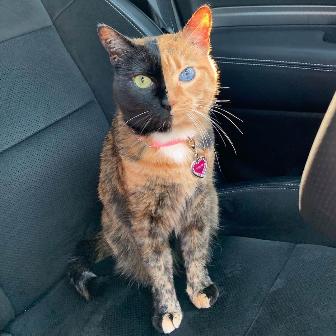 Venus Cat さんのインスタグラム写真 - (Venus Cat Instagram)「So this is what it feels like to be in the driver’s seat! How ‘bout we switch and you go into the carrier?! 😹」7月24日 1時07分 - venustwofacecat