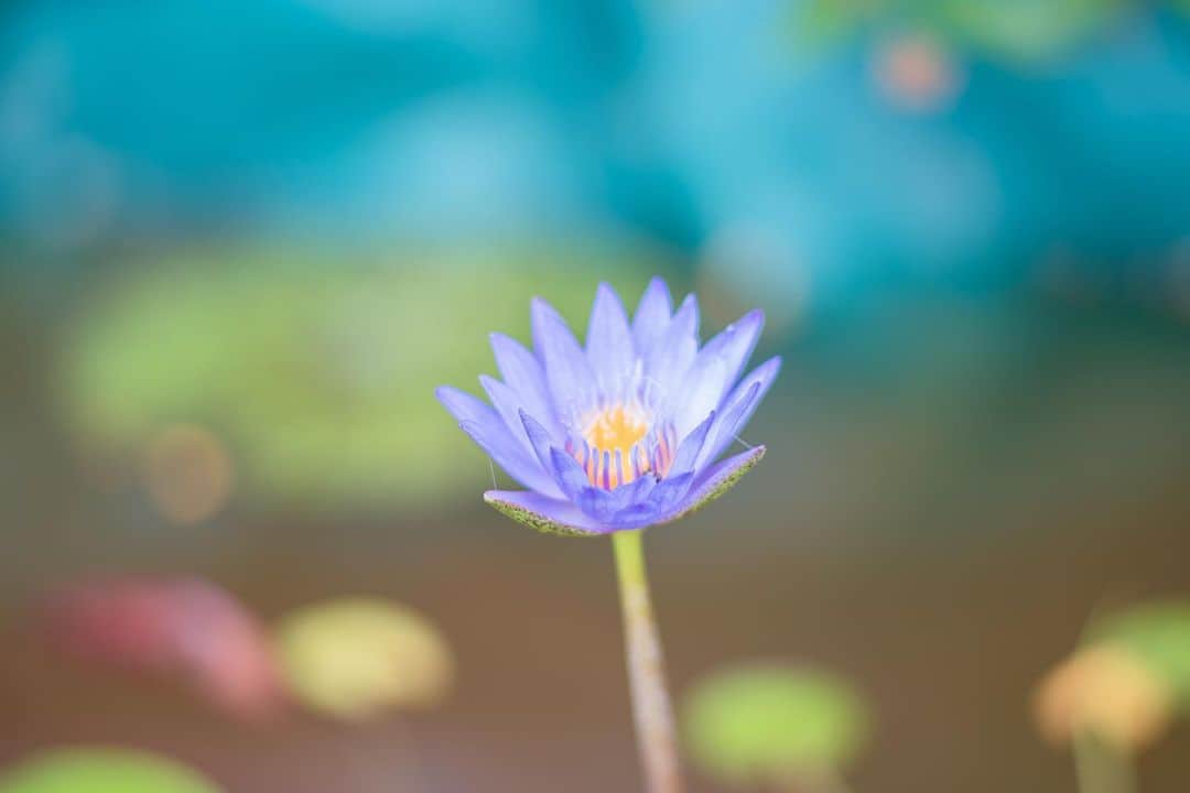 のインスタグラム：「WATER LILY  #スイレン #睡蓮 #waterlily  #sony #a7r3 #AiNikkor135mmF2」