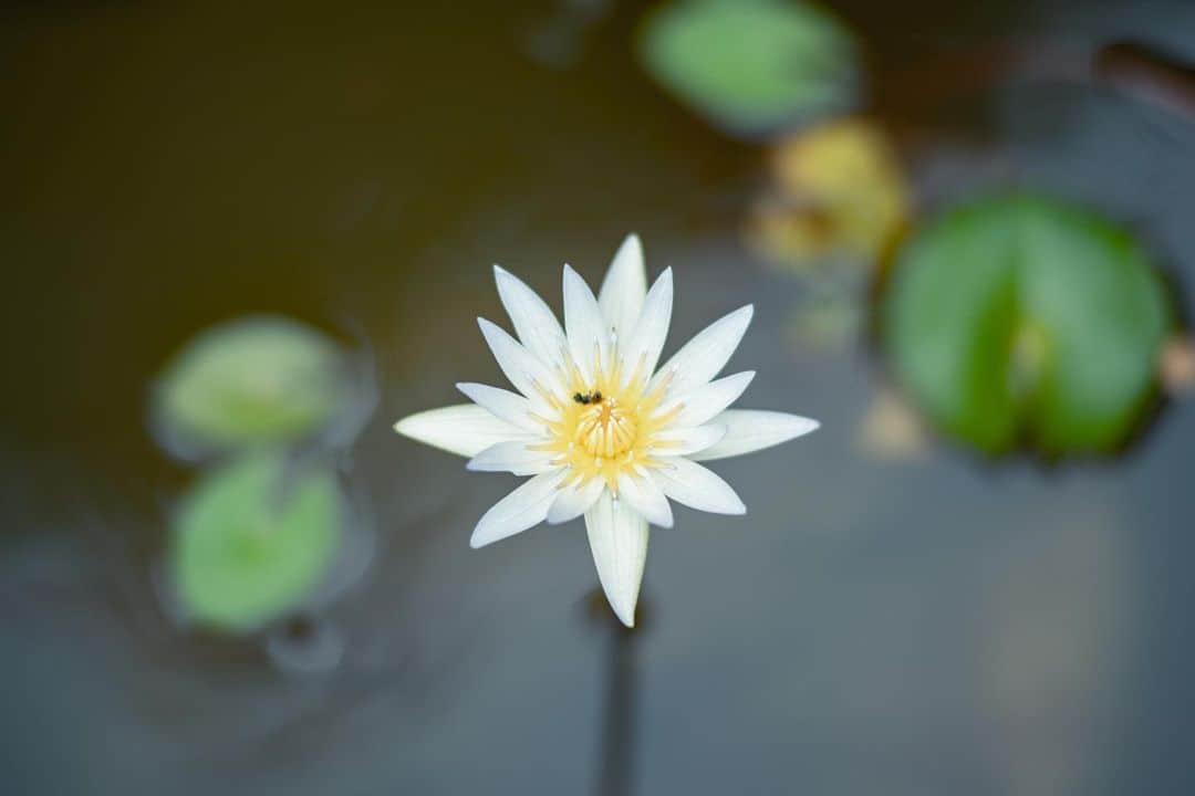 篠宮龍三さんのインスタグラム写真 - (篠宮龍三Instagram)「WATER LILY  #スイレン #睡蓮 #waterlily  #sony #a7r3 #AiNikkor135mmF2」7月23日 19時56分 - ryuzoshinomiya