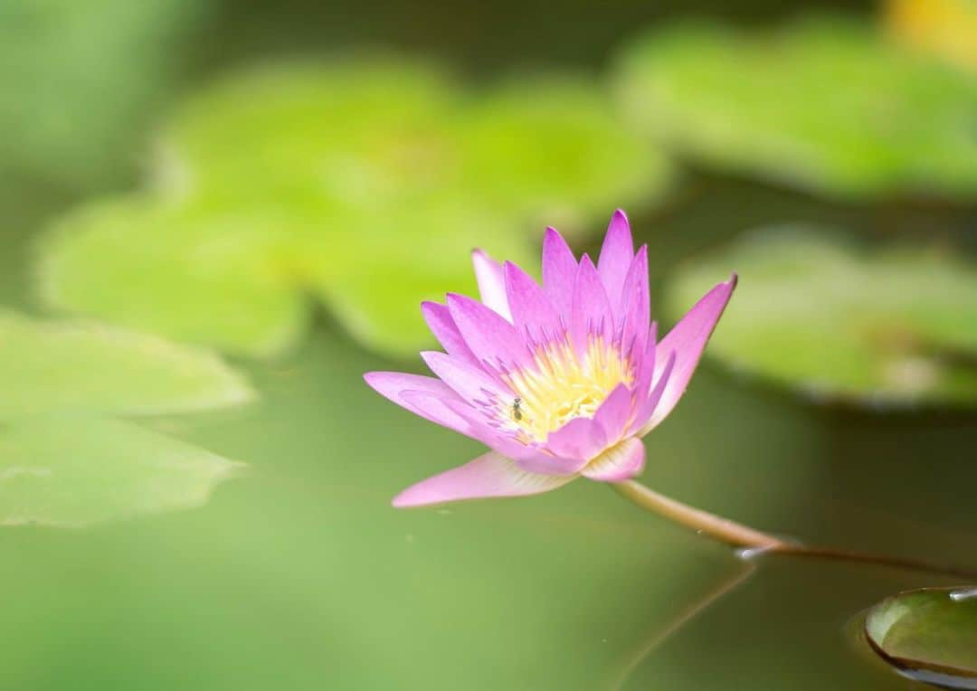 篠宮龍三さんのインスタグラム写真 - (篠宮龍三Instagram)「WATER LILY  #スイレン #睡蓮 #waterlily  #sony #a7r3 #AiNikkor135mmF2」7月23日 19時56分 - ryuzoshinomiya