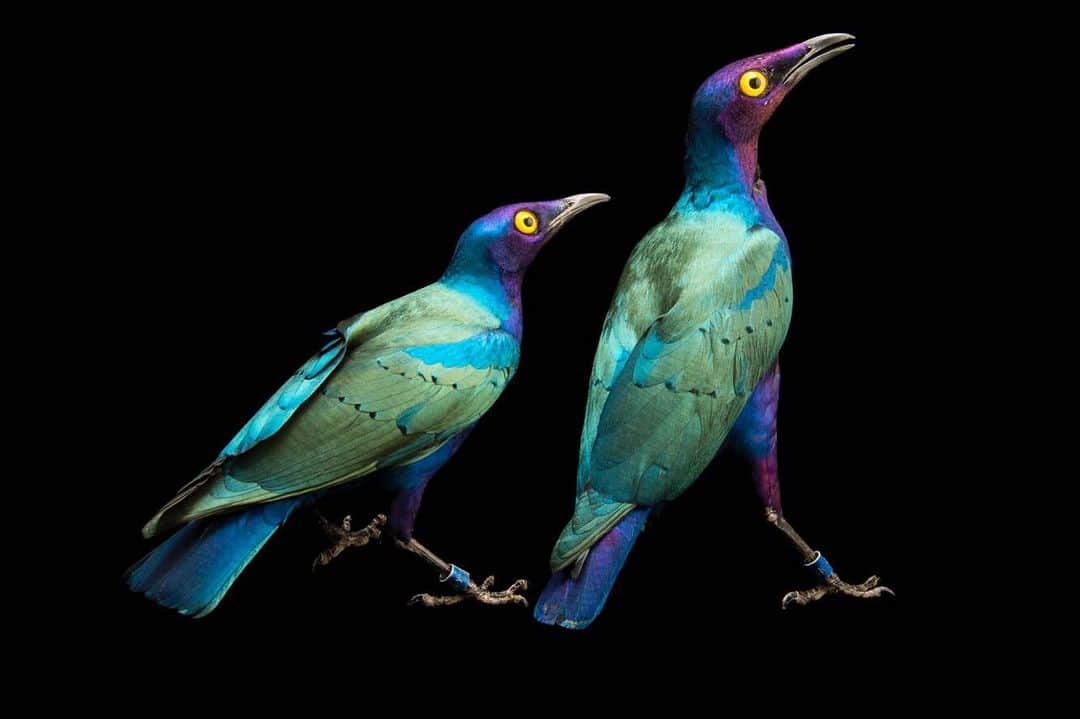 Joel Sartoreさんのインスタグラム写真 - (Joel SartoreInstagram)「The only thing brighter than the feathers of a purple glossy starling are its radiant yellow eyes. While the sexes are quite similar in appearance, juveniles are much duller, with grey underparts and a brown iris.This species is common throughout a number of African countries including Senegal, Zaire (now DRC), Sudan, and Kenya.There are many species of starlings found in countries across the globe, each faced with different threats. In Europe, starling populations are experiencing steep declines, thought to be linked to a lack of feeding opportunities due to changing land use practices. To support these birds, consider installing a bird feeder and keeping it well stocked with feed throughout the year. This will provide a much needed resource to a variety of bird species, as well as bringing nature right to your doorstep. Photo taken @kansascityzoo. #purpleglossystarling #bird #brightfeathers #colorful #yelloweyes #birdfriendlyyards #PhotoArk #savetogether」7月23日 20時07分 - joelsartore