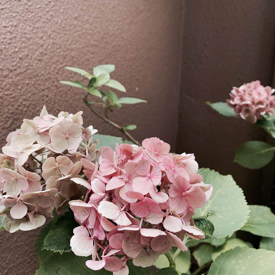 橋本奈実さんのインスタグラム写真 - (橋本奈実Instagram)「ピンクベージュで可愛い紫陽花だった😍明日皆様にあえるのを楽しみにしています♥️✨」7月23日 20時20分 - nami_ch