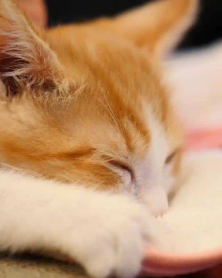 柚月美穂のインスタグラム：「#movie . おかあしゃん👶🍼 おかあしゃん👶🍼 おかあしゃん👶🍼 . . 笑 . . 猫のゴロゴロには 人間を癒やす効果があるそうで。 . フランスでは「ゴロゴロセラピー」として医療にも取り入れられているんですって😮！ ゴロゴロ音の周波数には 人の血圧を下げたり 不安を和らげたり ストレスをなだめたりする強い効果があるので 免疫力や自然治癒力を高める副作用のない薬とまで言われているとか。 . 自律神経やホルモンバランスを整える驚きの効果と。 . 凄いなぁ。 生まれ持った癒やし効果。 . 是非音ありでどうぞ♪♪ . リッちゃんはナデナデするとすぐゴロゴロ音を出します☺️ . ------ . #茶トラ白 #猫 #茶トラ #茶トラ男子部 #茶トラ部 #子猫 #2ヶ月  #里親カフェ  #ねこすたぐらむ #ねこのきもち #にゃんすたぐらむ #にゃんこ #保護猫  #にゃんだふるライフ #ふわもこ部 #ネコ　 #ねこのいる生活 #cat #instacat #catstagram #kitty #catstagram_japan #ilovemycat #instagramcats #meow #meowbox #catsofinstagram #pet #instagood」