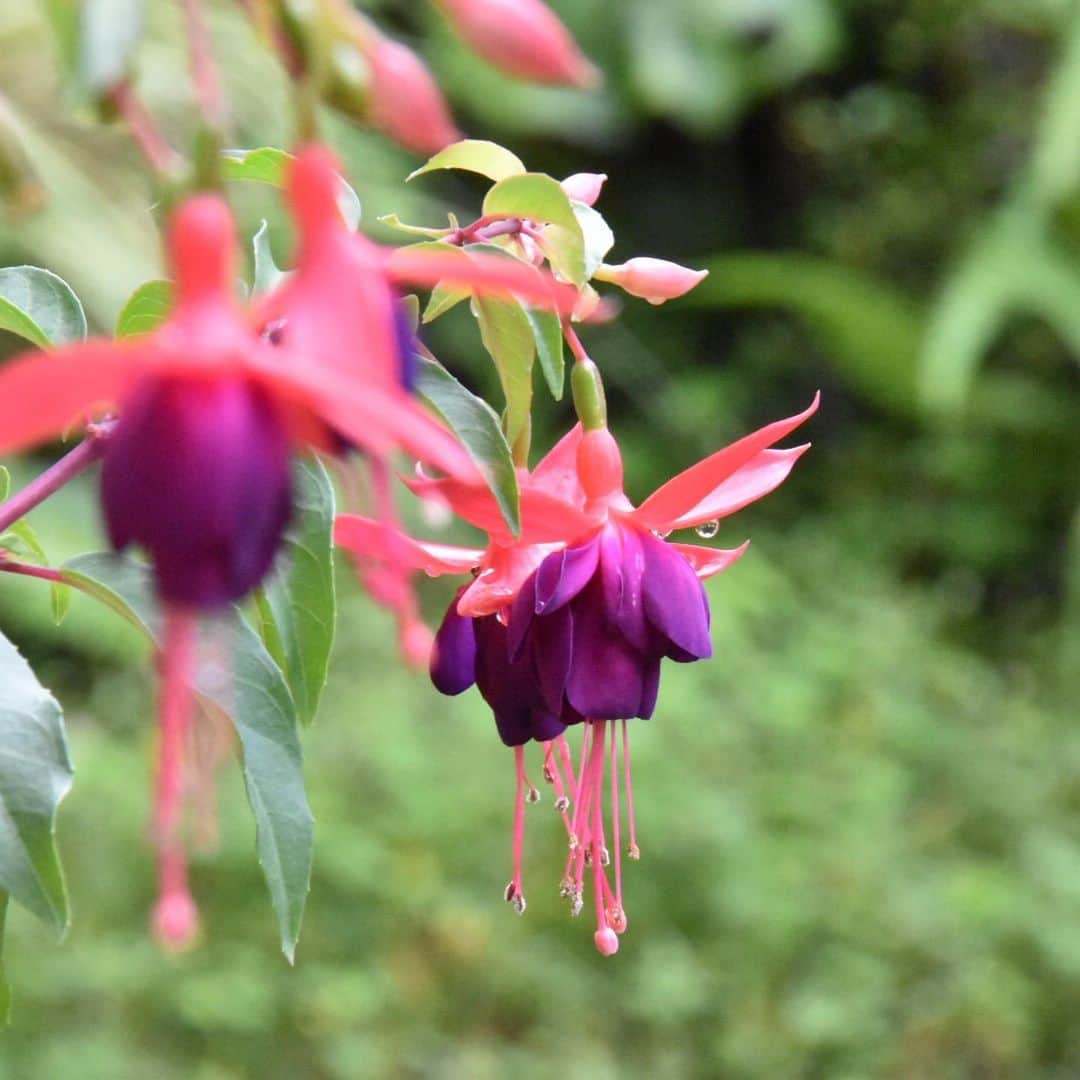 牧野誠三さんのインスタグラム写真 - (牧野誠三Instagram)「西宮北山緑化植物園の花々です。 西宮市オリジナルの植物「エンジェルス・イヤリング」ピンクに紫、白とかわいい花が耳に下がるイヤリングの様です。 #d5500 #西宮北山緑化植物園 #エンジェルスイヤリング #ばら」7月23日 20時59分 - makino_seizo_freeter