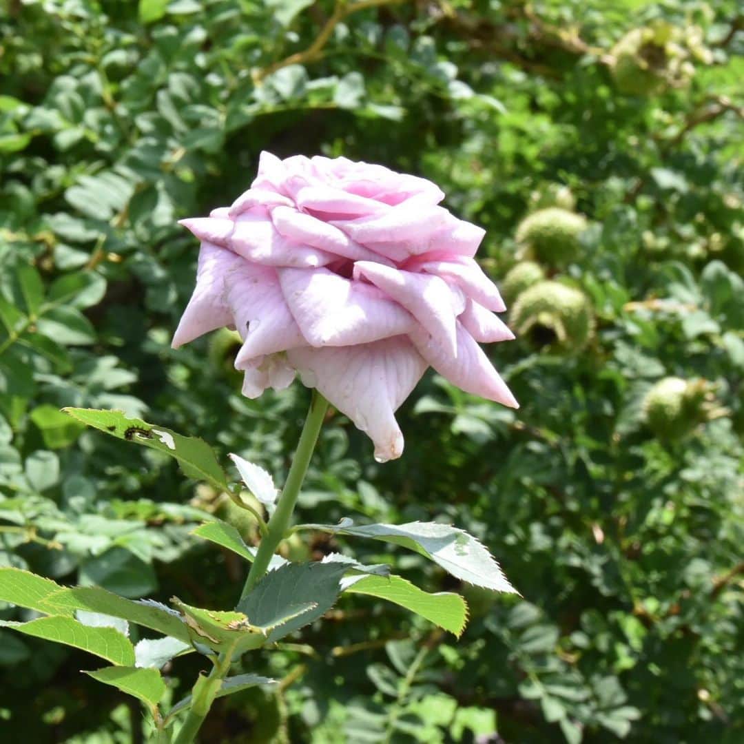 牧野誠三さんのインスタグラム写真 - (牧野誠三Instagram)「西宮北山緑化植物園の花々です。 西宮市オリジナルの植物「エンジェルス・イヤリング」ピンクに紫、白とかわいい花が耳に下がるイヤリングの様です。 #d5500 #西宮北山緑化植物園 #エンジェルスイヤリング #ばら」7月23日 20時59分 - makino_seizo_freeter