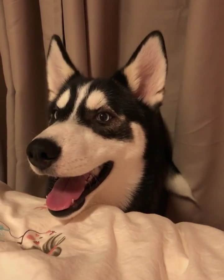husky and malamuteのインスタグラム：「What do you want to do..🙄🙄 follow @alaskandaily （Twitter：alaskandaily）for more cute pic and video.😜 ……………………………………………………………… Each video was approved by the original author. But  don't have a Instagram account. We are first one post those video. So watermark credit @alaskandaily ……………………………………………………………… #alaskan#malamute#alaskanmalamute#alaskanhusky#malamutesofinstagram#puppylife#puppylove#puppydog#puppylover#dogdays#malamutepuppy#huskies#huskeypuppy#huskeiesreq#siberian#huskeiesofig#dogslife#dogsofnyc#cutedog#cutedogs#huskeypics#huskeylovers#huskygram#huskeylove#huskiesofinstagram#dogsofnyc#husky#狗」