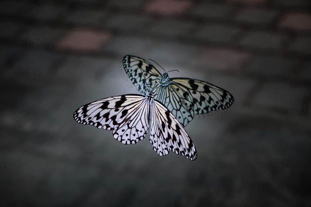 kyoko_zzzのインスタグラム：「Indefinable boundary」