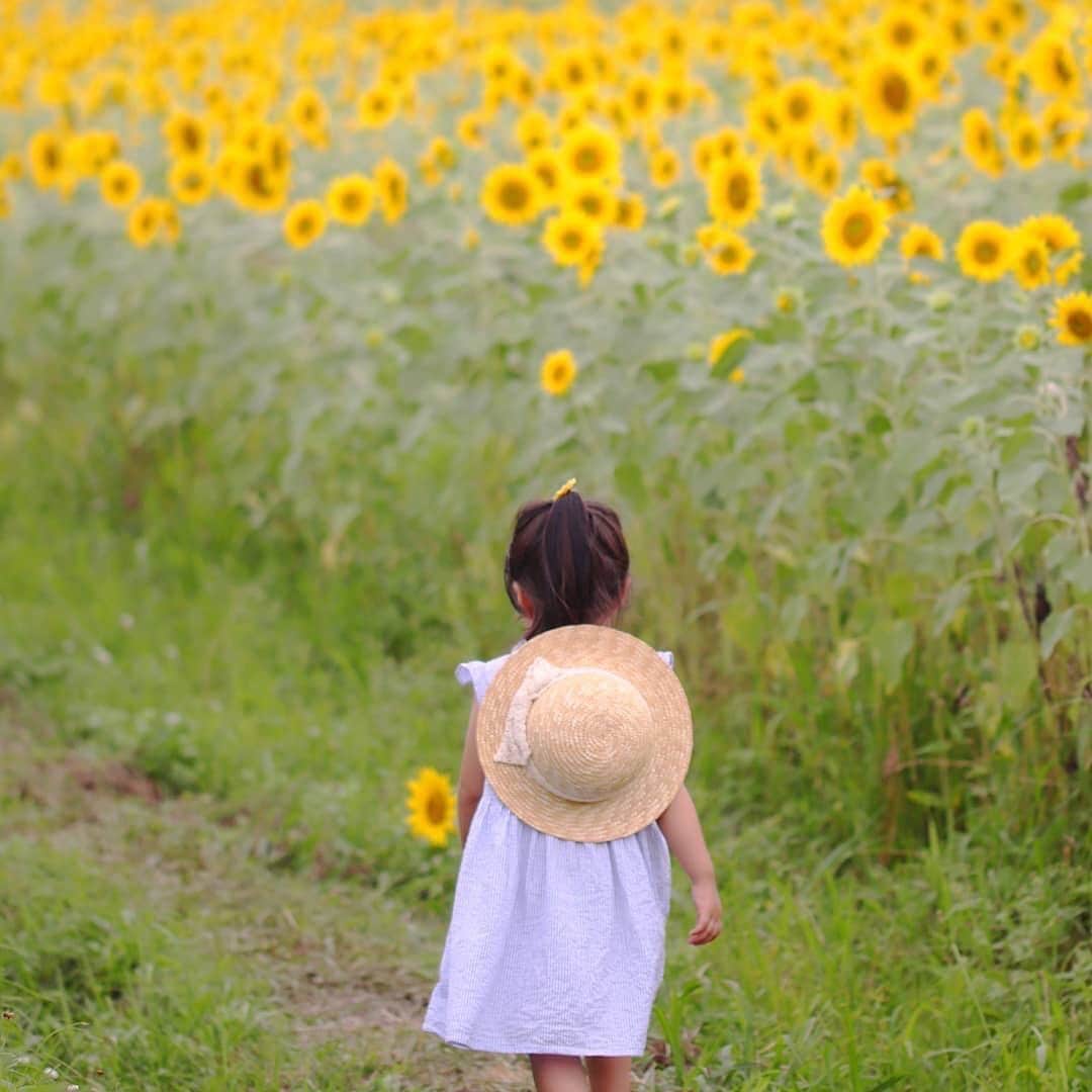 タビスルキッズのインスタグラム：「こんばんは😊 現在、「夏」を楽しんでいるお写真・動画を募集中です✨ 本日の #タビスルキッズ はこちら💕 📷@ryoko_o1012さん 🚩兵庫県・「ひまわりの丘公園」 🎙ご本人コメント ちいさな娘には、ひまわりは見上げるほど大きい。  と思ったら、ビックリするほど高さのないヒマワリが、娘の足元に！ あとから見てみると、手に持ってるみたいにも見える気がする( *´艸) ﻿﻿﻿﻿﻿＊＊＊＊＊＊ ひまわりを手に持ってるみたいに見えますね🌻 素敵なお写真ありがとうございます。💕」