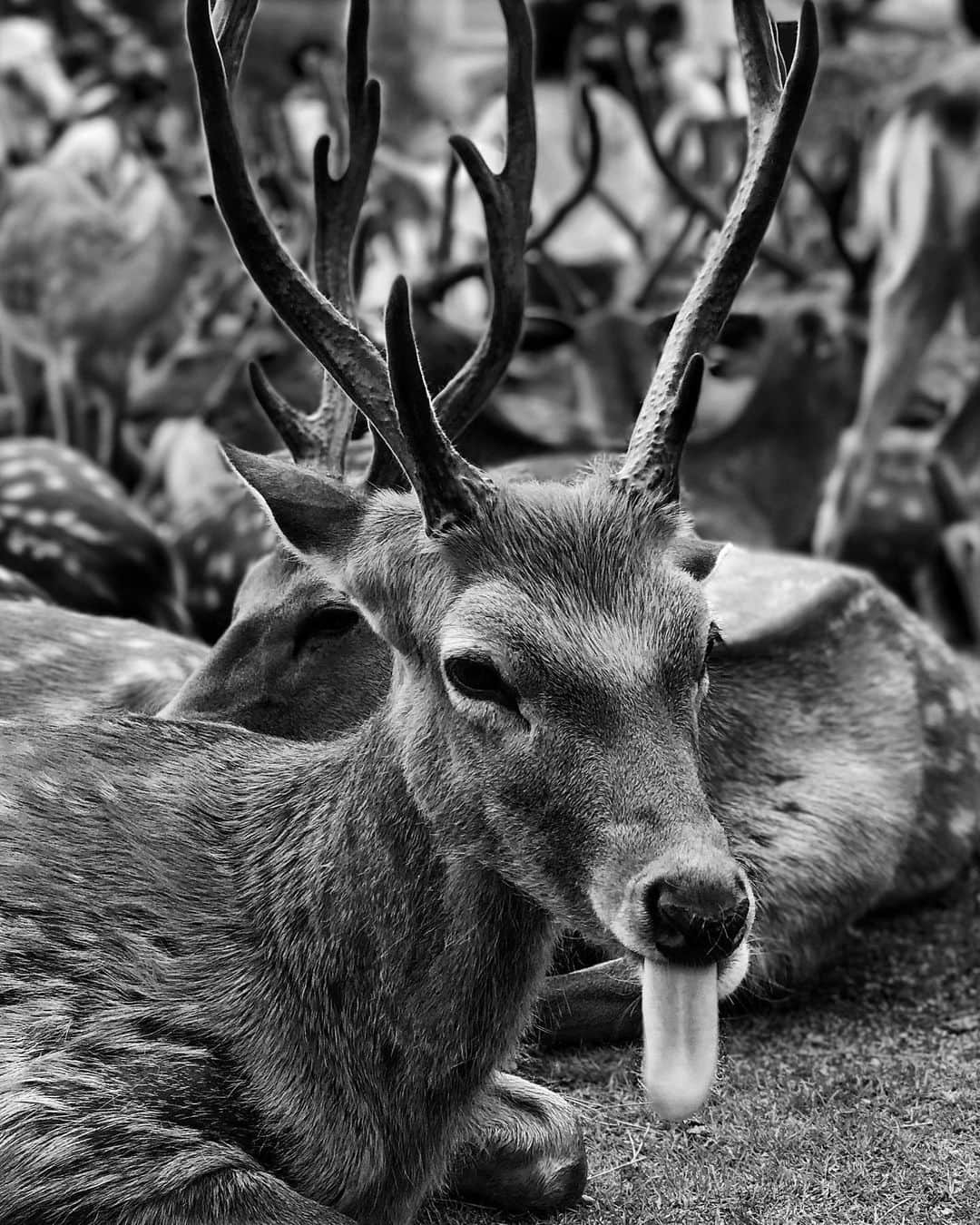 のインスタグラム：「#👅 大暑。  #ShotoniPhone iPhone Only  #二十四節気」