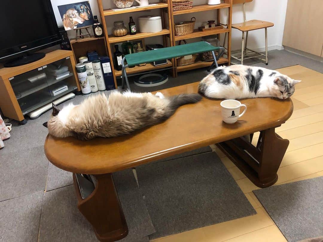 ホタテ＆クラム＆シラスのインスタグラム：「そこは君らのベッドでは無いのだが… #cat #neko #ScottishFold #猫 #ねこ #スコティッシュフォールド #catstagram #instagram #instagramjapan #ig_japan #igersjp #ragdoll #ラグドール」