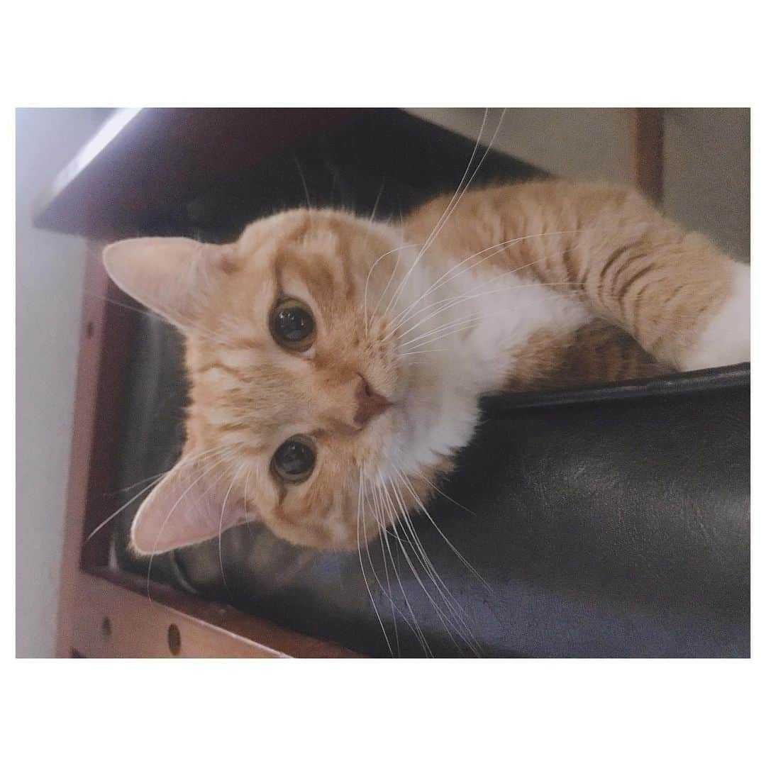 久保山香奈さんのインスタグラム写真 - (久保山香奈Instagram)「. ちゃーはん🐈 #猫#愛猫#マンチカン#短足マンチカン#ちゃーはん#名前はちゃーはん#炒飯#ねこすたぐらむ#ネコスタグラム#にゃんすたぐらむ#ニャンスタグラム#ふわもこ部#ふわふわ」7月23日 22時05分 - kaaana227