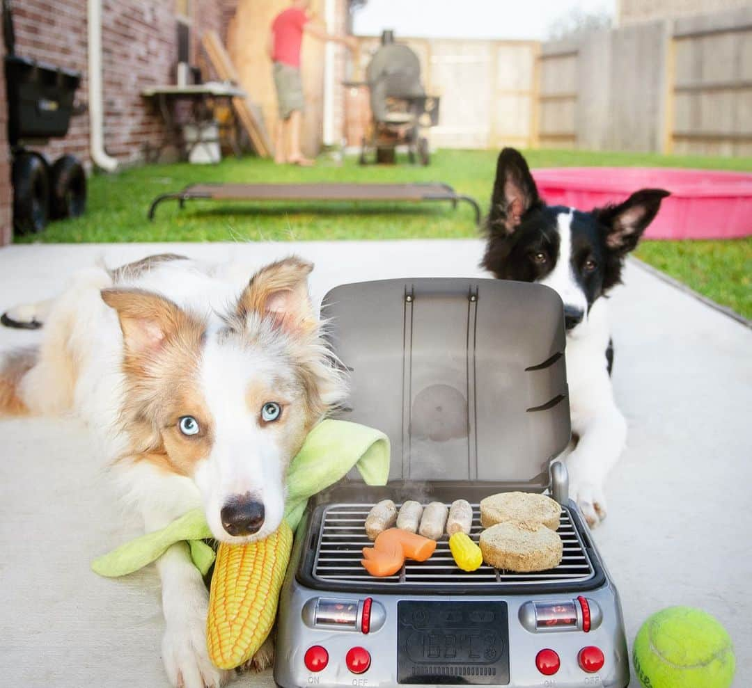 Jazzy Cooper Fostersさんのインスタグラム写真 - (Jazzy Cooper FostersInstagram)「Everyday is a BBQ day in Texas. Hot weenie and duck duck patties on toasted buns. 🌭🍔🐶 @stellaandchewys #wildweeniess #sponsored」7月23日 22時06分 - bordernerd