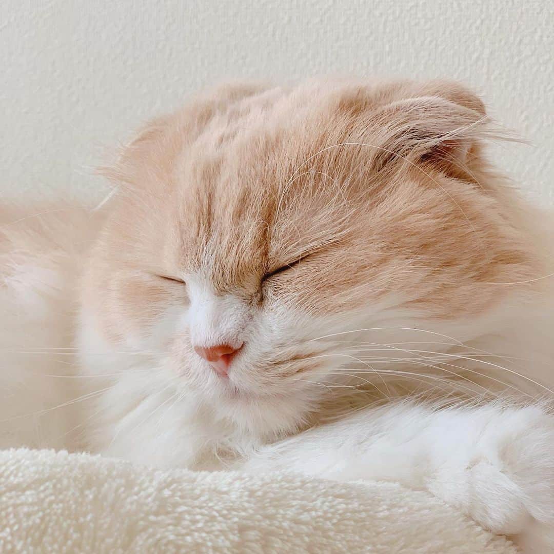 のんたさんのインスタグラム写真 - (のんたInstagram)「今日のぼーちゃんはなんだかご機嫌でした。 私がずっと寝室にいたこと、お気に入りのブラシでブラッシング、わんわんのタオルがあったから…かな？ ・ #scottishfold #catstagram_japan #catsofinstagram #cats_of_instagram#catoftheday #ilovemycat #bestmeow #catlover #cutecat #kittensofinstagram #cute #スコティッシュフォールド」7月23日 22時09分 - utacci