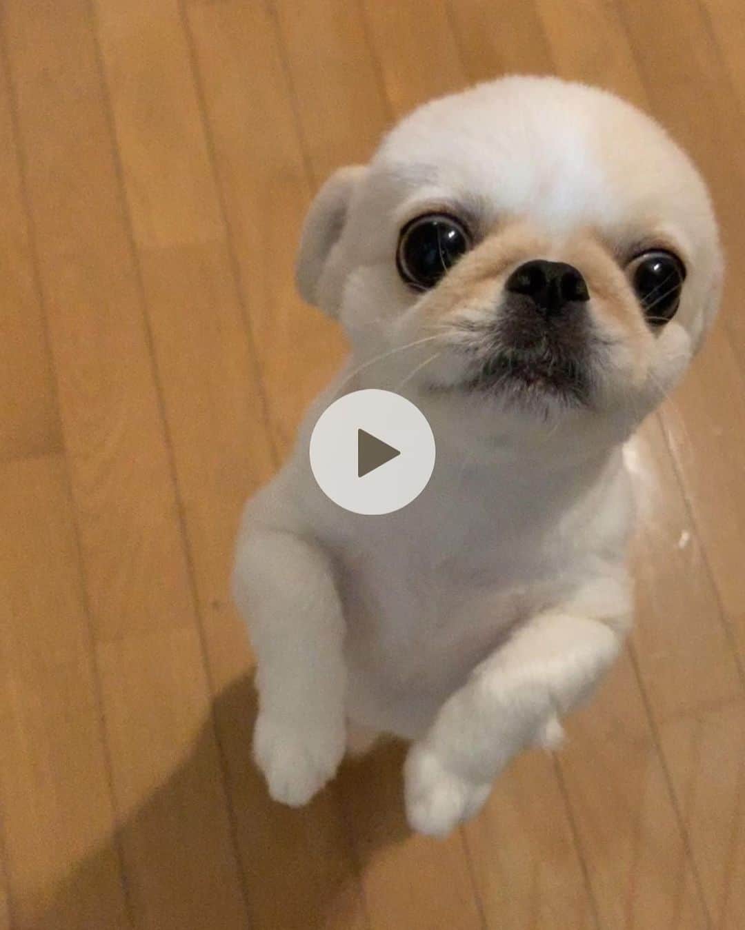 おもちくんさんのインスタグラム写真 おもちくんinstagram 7月23日 22時15分 Omochi Kun