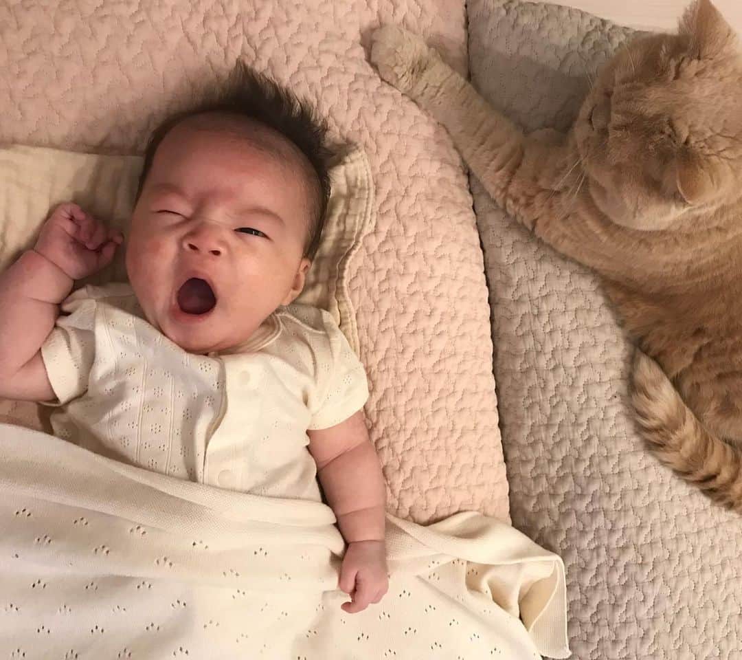 濱中鮎子のインスタグラム：「お嬢、今日で生後50日！ チャイもおにぃになって50日。  あっという間だなぁ。  ありがとう！  #チャイ坊とお嬢  #チャイ坊の子守録  #cat #ネコ #小心者の親分 #チャイ坊 #チャイ #chai #britishshorthair #ブリティッシュショートヘア #クラッシュフェイス #ぶチャイく #愛の交歓」