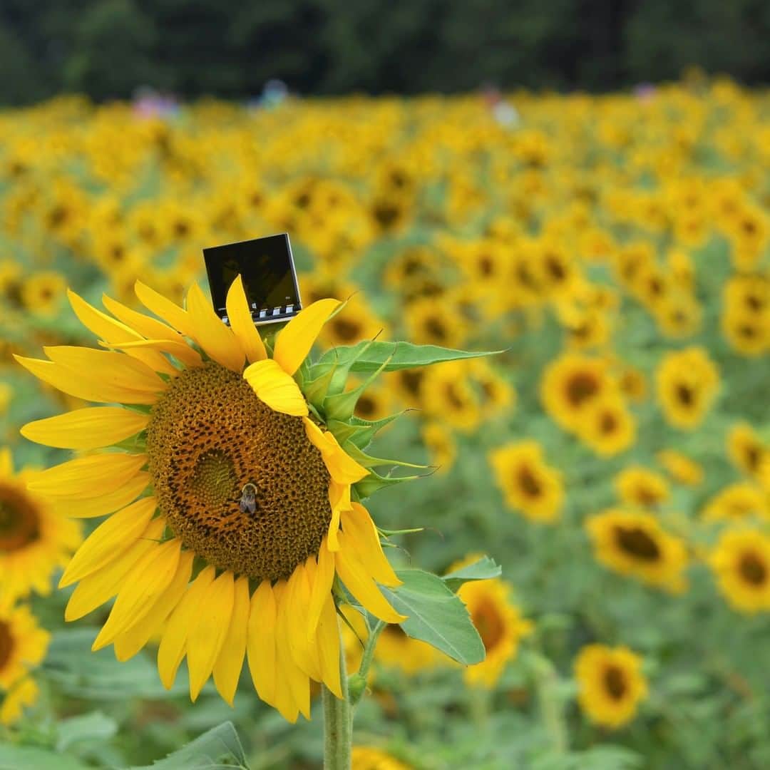 Lenovoさんのインスタグラム写真 - (LenovoInstagram)「Still life with sunflowers and tiny laptop. #flowers #sunflowers #gardening #summer #pollen #tech #ridiculousthingsbrandsdo #owningit」7月23日 22時55分 - lenovo