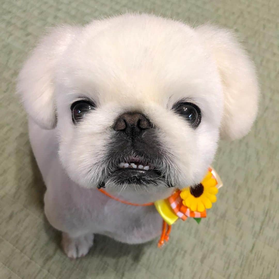 こなつのインスタグラム：「カットしてつるりんこ🐶💕💈✨🚿🌻 #summer」