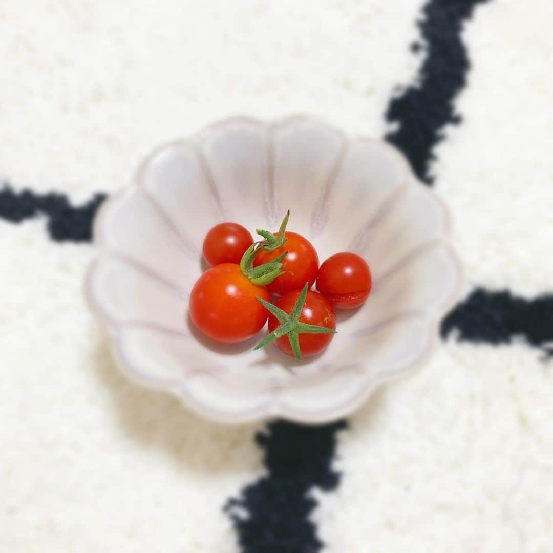 筒井萌子のインスタグラム：「* 実験で、シワシワになってしまったトマト🍅を1つ プランターに絞ってみました*•.❥◡̈*.。 そしたら沢山苗が出てきて実がなったよ♪♪ プランターも肥料も全部100均で揃えたので コスパも良くてオススメです！！ しかもめちゃくちゃ甘くて美味しい✨ 今日も5つ収穫して今の所25個実がなってる♪ 美味しくて収穫してすぐ食べちゃう🌼 ・ #筒井萌子 #女優 #actress #モデル #model #岡山  #shooting #instagood #instalike #converse #撮影 #followme #instalike #ゴルフ #ゴルフ女子 #ゴルフコーデ #골프 #좋아요반사 #좋아요그램 #좋아요환영 #데일리그램 #패션 #오오티디 #카페 #카페 #OTODAMA」
