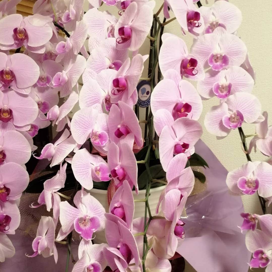 翠千賀さんのインスタグラム写真 - (翠千賀Instagram)「我が家は只今花ざかり。ちょっとした百合畑のようになってます。連日稽古で疲れたなぁと思っても、お花&観葉植物のお世話は無心になれるとき。特に白百合は花が開くたびに、そのエネルギーに活力を貰ってます。我が家に訪れるお弟子さんたちも、この花々を眺めながら、その香りに包まれて頑張って歌ってますよ！お花は本当に大好き。あ！ファンの皆様から頂いたブリザーブドフラワーやソープフラワーもちゃーんと飾ってあるよー！#胡蝶蘭　#カサブランカ　#白百合　#花ざかり　#エネルギー　#私の活力　#香り　#ありがとう　#お花大好き」7月23日 23時26分 - chika.midori
