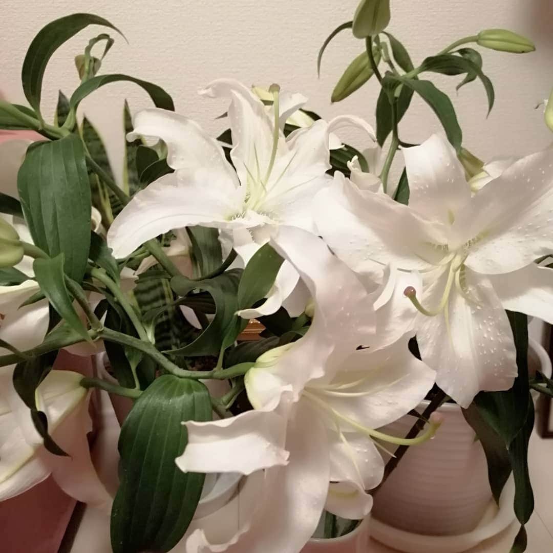 翠千賀さんのインスタグラム写真 - (翠千賀Instagram)「我が家は只今花ざかり。ちょっとした百合畑のようになってます。連日稽古で疲れたなぁと思っても、お花&観葉植物のお世話は無心になれるとき。特に白百合は花が開くたびに、そのエネルギーに活力を貰ってます。我が家に訪れるお弟子さんたちも、この花々を眺めながら、その香りに包まれて頑張って歌ってますよ！お花は本当に大好き。あ！ファンの皆様から頂いたブリザーブドフラワーやソープフラワーもちゃーんと飾ってあるよー！#胡蝶蘭　#カサブランカ　#白百合　#花ざかり　#エネルギー　#私の活力　#香り　#ありがとう　#お花大好き」7月23日 23時26分 - chika.midori