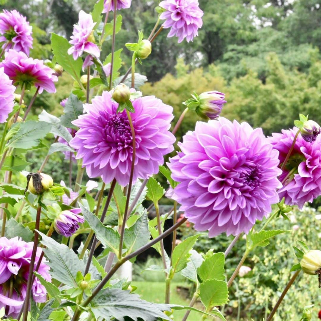 牧野誠三さんのインスタグラム写真 - (牧野誠三Instagram)「西宮市北山緑化植物園の花々第二弾 少しだけ下界より気温は低め。お昼前で26℃くらい。高さ200mくらいでしょうか。手入れを入念にしていました。  #西宮市北山緑化植物園 #薔薇 #オアシス #ダリア #百合 #d5500 #d5300」7月24日 8時55分 - makino_seizo_freeter