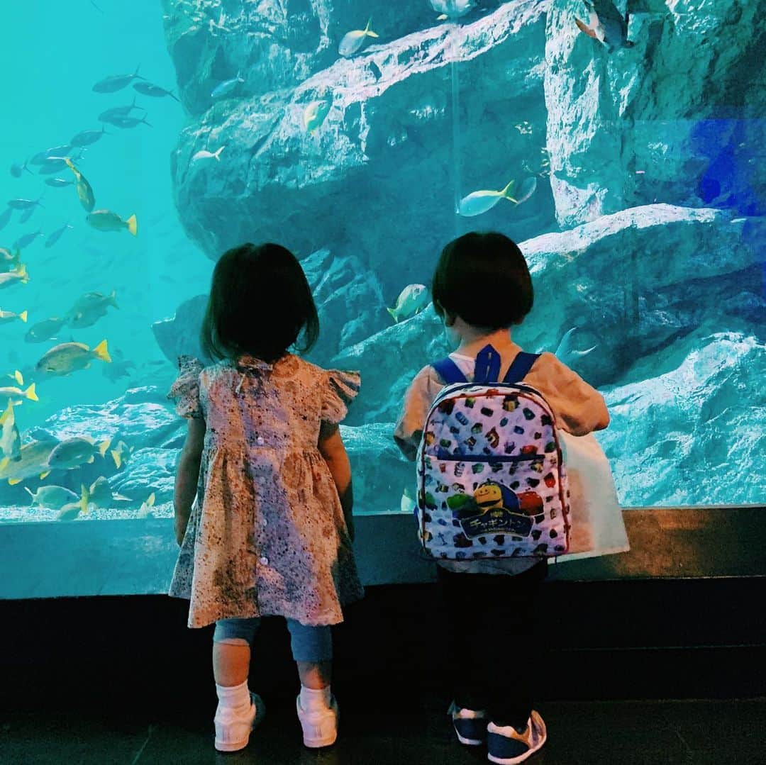 のインスタグラム：「品川水族館へ行ってきました😊❤️ 以前の年パスが切れてたから、新しい年パスを作りました✨ 前に行った時は赤ちゃんで、終始驚いていたけど、今回は興味津々で楽しめた様子☺️ ペンギンさんと記念撮影もしました🐧 イルカショーで水がかかり、テンションだだ下がり、おしまい！イルカさんバイバイ！と自分で締めてた。笑 また、すぐに来ようね🐟🐠🐡 年パスがあるから❤️ . . #instagood #品川水族館 #魚 #イルカ #ペンギン #アクアパーク #また来よう」