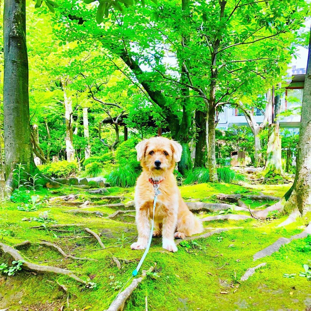 宮本亜門さんのインスタグラム写真 - (宮本亜門Instagram)「セミの声が聞こえてきたよ🌳もうそろそろ東京も梅雨明けかなあ。どんどん暑くなるね💦毛皮脱ぎたい🤣🤣🤣 #保護犬 #ビート #宮本亜門 #そろそろ梅雨明け #毛皮脱ぎたい」7月24日 9時21分 - beatamon