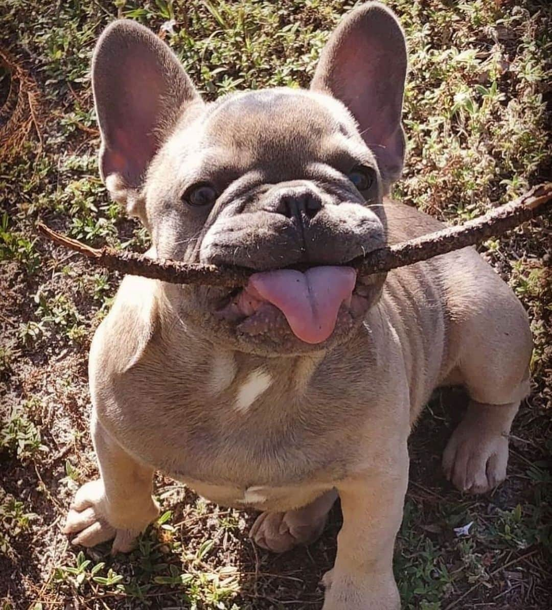 リンキーさんのインスタグラム写真 - (リンキーInstagram)「Thhhtick 🌴 ———TAG DOG LOVERS——- #frenchie #frenchies #frenchiesofinstagram #instafrenchie #dog #dogs #instadogs #dogsofinstagram #dogstagram #dogs_of_instagram #lovedogs #pup #instapup」7月24日 9時28分 - tireddadtrepreneur