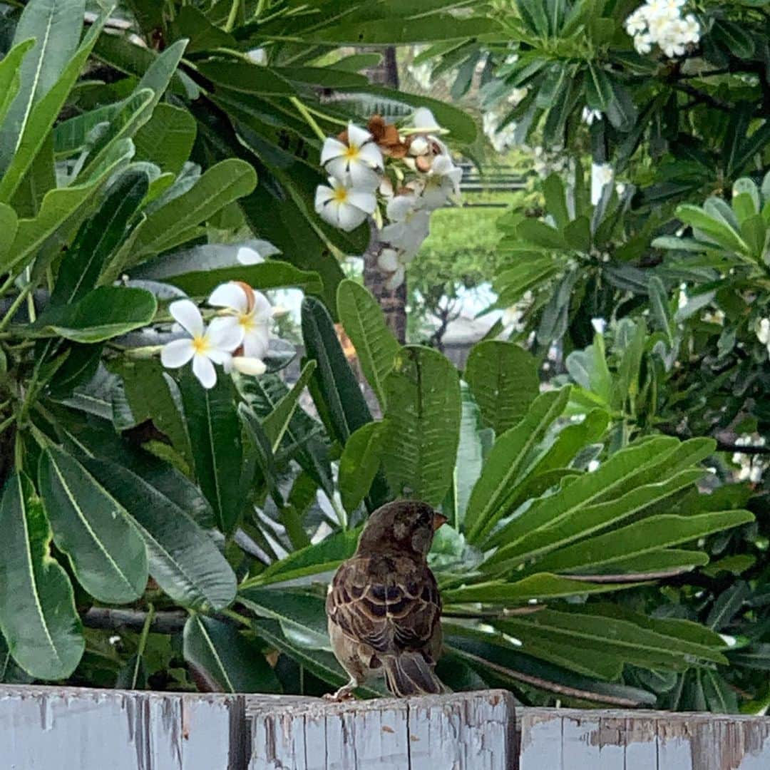 のインスタグラム：「A cute guest enjoying the same view.  お昼を食べていたら可愛 しい訪問者が♪ #bigisland #kona #hawaii #jalhawaii #ハワイ #ハワイ島 #コナ」