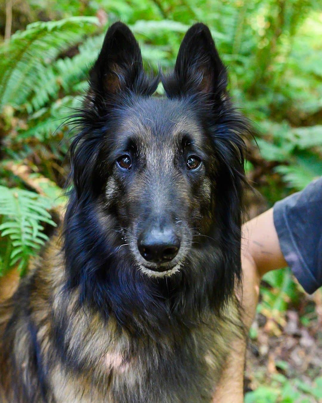 The Dogistさんのインスタグラム写真 - (The DogistInstagram)「Odi, Belgian Tervuren (5 y/o), Dogwood Trail, Portland, OR • “He’ll do anything for the ball. He was an awful puppy – aggressive and so hard to train. He was very guard-doggy.” @odi_good_boy」7月24日 9時48分 - thedogist