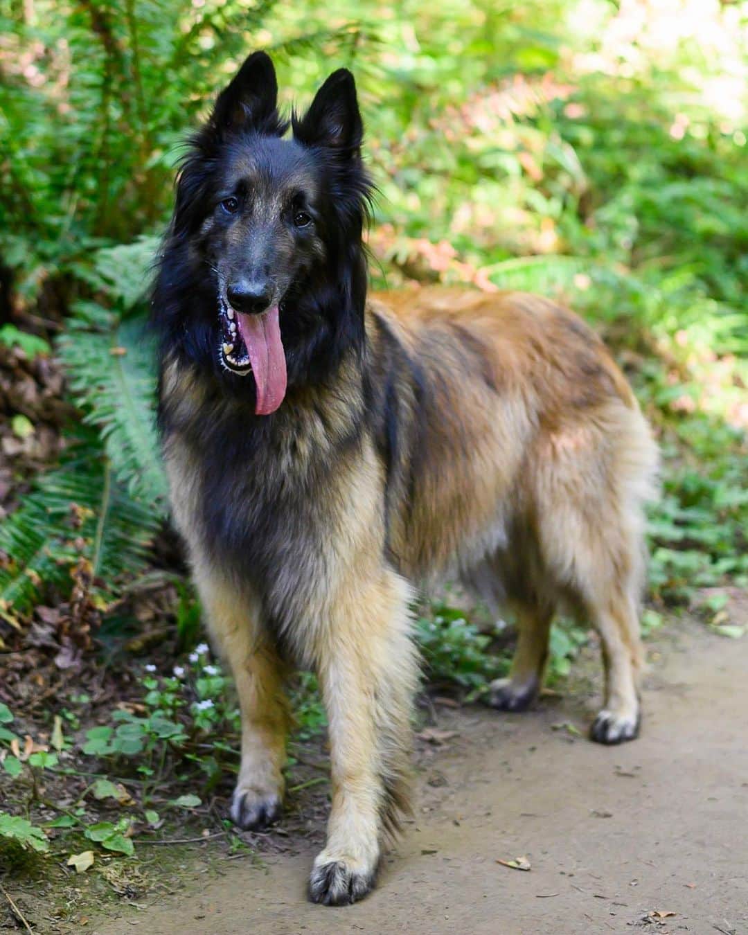 The Dogistさんのインスタグラム写真 - (The DogistInstagram)「Odi, Belgian Tervuren (5 y/o), Dogwood Trail, Portland, OR • “He’ll do anything for the ball. He was an awful puppy – aggressive and so hard to train. He was very guard-doggy.” @odi_good_boy」7月24日 9時48分 - thedogist