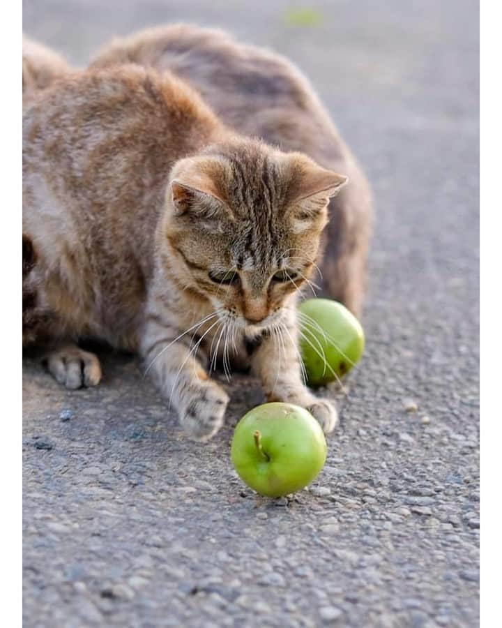 NEKOくらぶさんのインスタグラム写真 - (NEKOくらぶInstagram)「|| 取れるかな！⠀ *⠀ Facebookから、熊谷 忠浩さんの作品ですにゃ（＝ΦωΦ＝）⠀ *⠀ 投稿いただいたURL⠀ https://www.facebook.com/photo.php?fbid=2280972575323560⠀ *⠀ いいね！＆コメント大歓迎！！⠀ *⠀ #nekoclub #NEKOくらぶ #Japan #Photo #写真 #日本 #cat #ネコ #ねこ #猫 ⠀ Follow: @nekoclub_jpn⠀ *⠀ ▼【廣済堂出版共同企画】NEKOくらぶの皆さまとつくる「NEKOくらぶ写真集」、発売中♪（＝ΦωΦ＝）⠀ ※詳細は本アカウント「 @nekoclub_jpn 」のプロフィールに固定しているハイライトから」7月24日 10時00分 - nekoclub_jpn